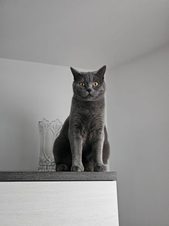 Brittische Kurzhaarkater Timi mit seine Freundin