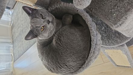 Brittische Kurzhaarkater Timi mit seine Freundin