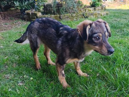 Heidi, kleine Kämpferin mit viel Lebensenergie, bald für ein eigenes Zuhause bereit, 7M, 32cm