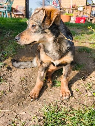 Heidi, kleine Kämpferin mit viel Lebensenergie, bald für ein eigenes Zuhause bereit, 7M, 32cm