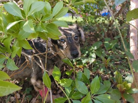 Heidi, kleine Kämpferin mit viel Lebensenergie, bald für ein eigenes Zuhause bereit, 7M, 32cm