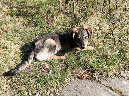 Heidi, kleine Kämpferin mit viel Lebensenergie, bald für ein eigenes Zuhause bereit, 7M, 32cm