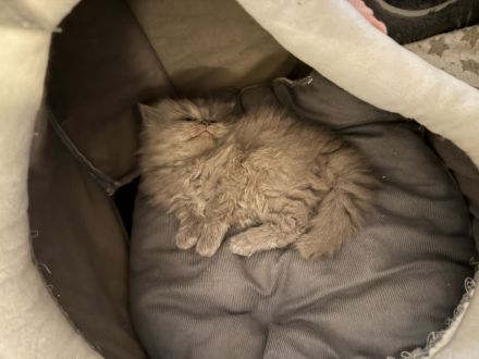 2.zuckersüsse BKH / BLH Kitten Mädchen ❤️❤️