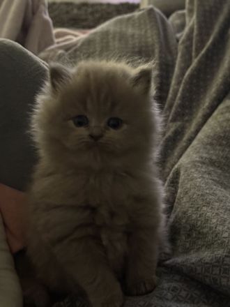 2.zuckersüsse BKH / BLH Kitten Mädchen ❤️❤️