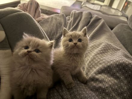 2.zuckersüsse BKH / BLH Kitten Mädchen ❤️❤️