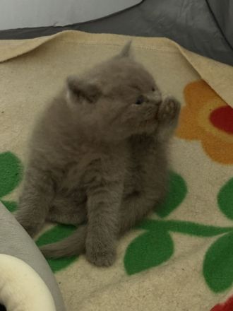 2.zuckersüsse BKH / BLH Kitten Mädchen ❤️❤️