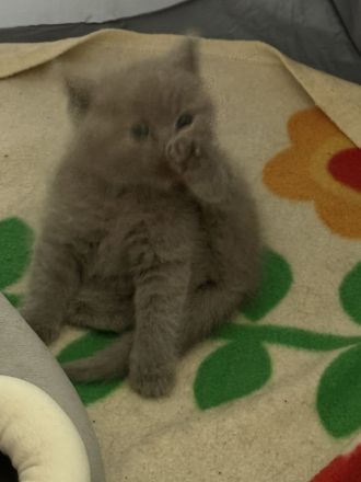 2.zuckersüsse BKH / BLH Kitten Mädchen ❤️❤️