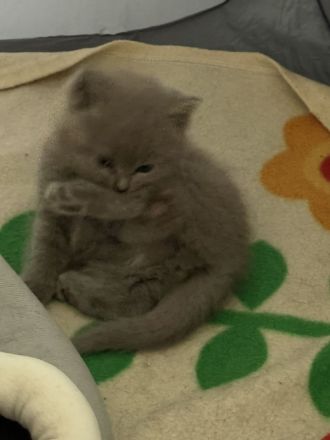 2.zuckersüsse BKH / BLH Kitten Mädchen ❤️❤️