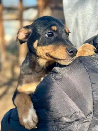 Heli, super süße Junghündin, die das (hoffentlich schöne) Leben noch vor sich hat, 7M, 30 cm