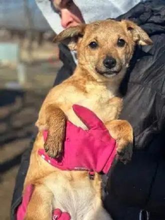 Kara, total süße Junghündin, die bald nach Deutschland ausreisen darf, 7M, 25 cm