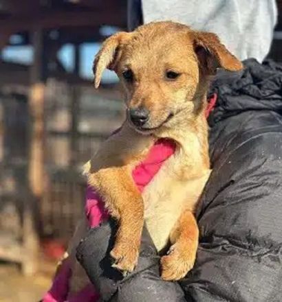 Kara, total süße Junghündin, die bald nach Deutschland ausreisen darf, 7M, 25 cm