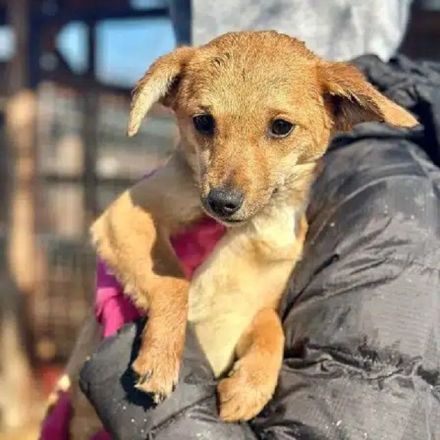 Kara, total süße Junghündin, die bald nach Deutschland ausreisen darf, 7M, 25 cm