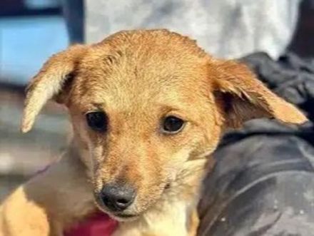 Kara, total süße Junghündin, die bald nach Deutschland ausreisen darf, 7M, 25 cm