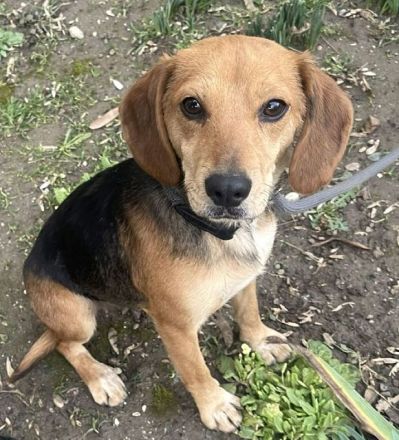 Lilli - wer verliebt sich in das kleine gutgelaunte Beagle-Mix Mädchen? 1J, 40 cm