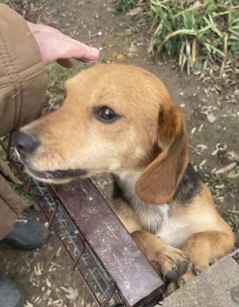 Lilli - wer verliebt sich in das kleine gutgelaunte Beagle-Mix Mädchen? 1J, 40 cm