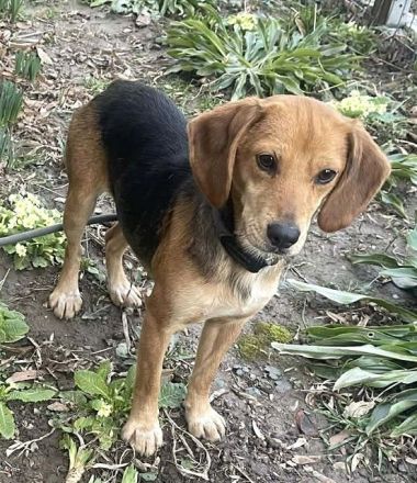 Lilli - wer verliebt sich in das kleine gutgelaunte Beagle-Mix Mädchen? 1J, 40 cm