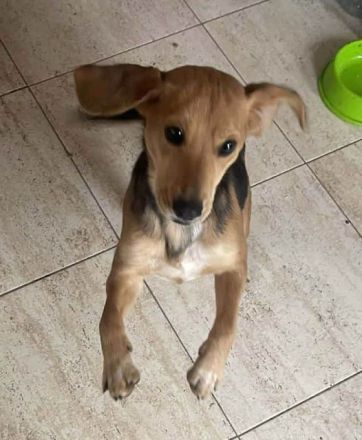 Lilli - wer verliebt sich in das kleine gutgelaunte Beagle-Mix Mädchen? 1J, 40 cm