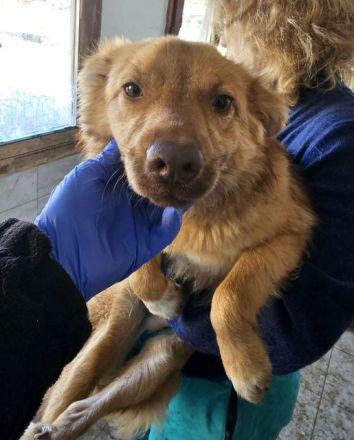 Manolo, verzaubert den vertrauten Menschen mit seiner herzlichen, sanften Art....11M, 40 cm