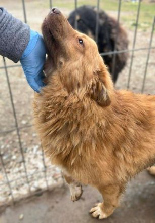 Manolo, verzaubert den vertrauten Menschen mit seiner herzlichen, sanften Art....11M, 40 cm