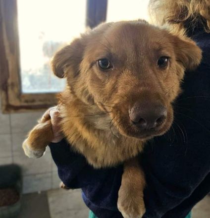 Manolo, verzaubert den vertrauten Menschen mit seiner herzlichen, sanften Art....11M, 40 cm