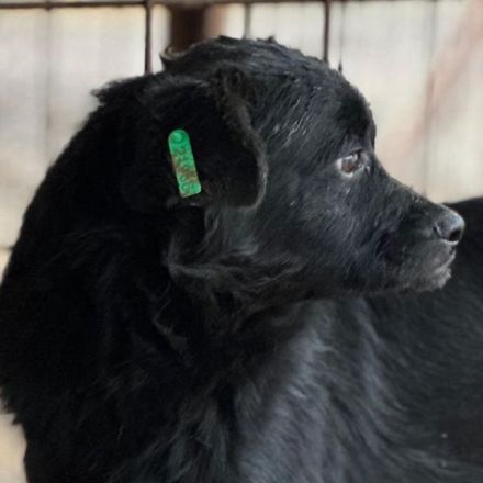 Matti sucht liebevolle, geduldige Menschen, die auf langsame Art sein Herz erobern, 3J, 40 cm