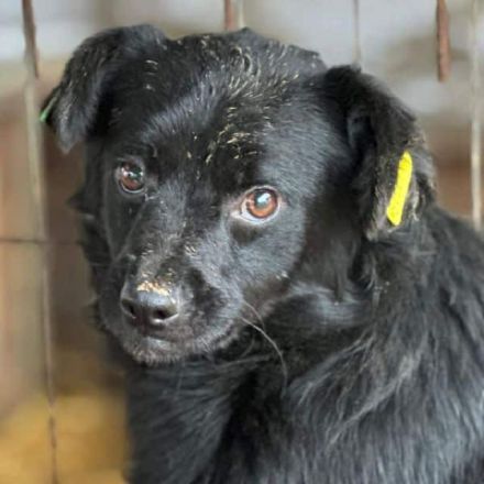 Matti sucht liebevolle, geduldige Menschen, die auf langsame Art sein Herz erobern, 3J, 40 cm