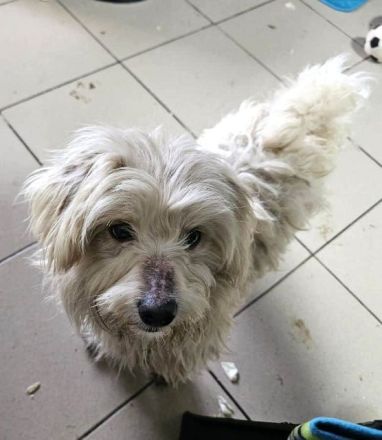 Winfred, kleiner, zutraulicher und verspielter Wuschel sucht neue Wirkungsstätte, 1.5J, 25 cm