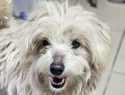 Winfred, kleiner, zutraulicher und verspielter Wuschel sucht neue Wirkungsstätte, 1.5J, 25 cm