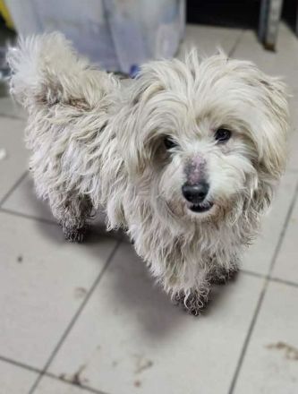 Winfred, kleiner, zutraulicher und verspielter Wuschel sucht neue Wirkungsstätte, 1.5J, 25 cm