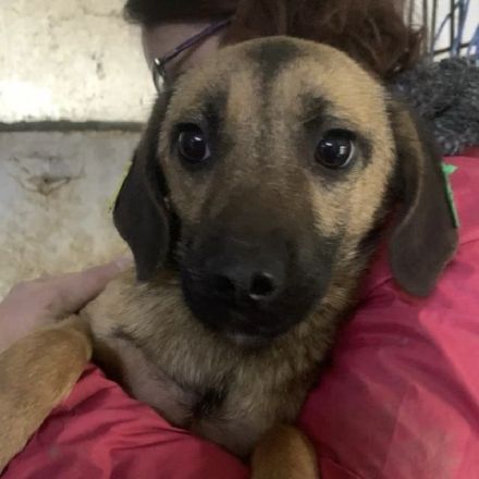 Tiva, freundliche Hundedame sucht sichere Umgebung mit liebevollen Menschen, 8M, 40cm