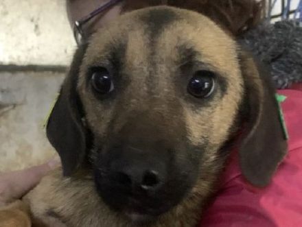 Tiva, freundliche Hundedame sucht sichere Umgebung mit liebevollen Menschen, 8M, 40cm