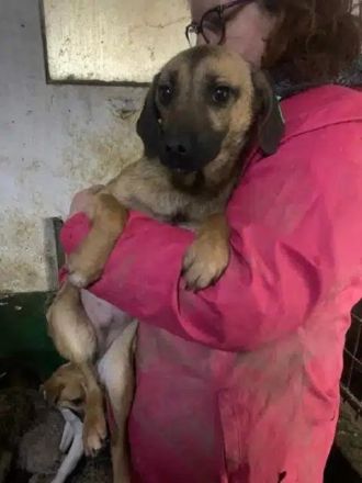 Tiva, freundliche Hundedame sucht sichere Umgebung mit liebevollen Menschen, 8M, 40cm