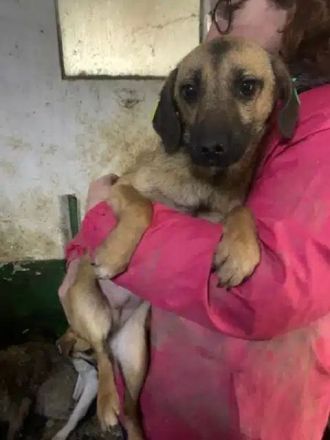 Tiva, freundliche Hundedame sucht sichere Umgebung mit liebevollen Menschen, 8M, 40cm