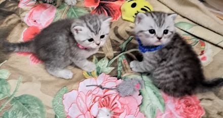 Bkh reinrassige kurzhaar