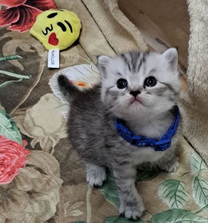 Bkh reinrassige kurzhaar