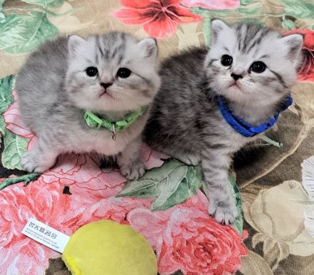 Bkh reinrassige kurzhaar