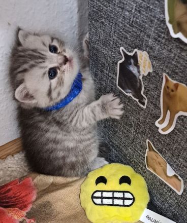 Bkh reinrassige kurzhaar