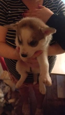 Husky Beagel mix welpen