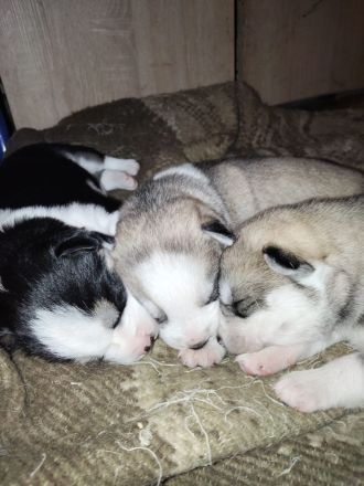 Husky Beagel mix welpen