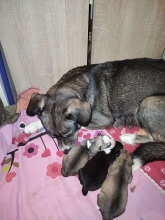 Husky Beagel mix welpen