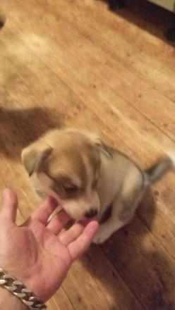 Husky Beagel mix welpen