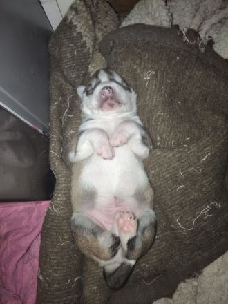 Husky Beagel mix welpen