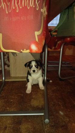 Husky Beagel mix welpen