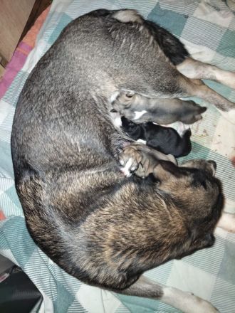 Husky Beagel mix welpen