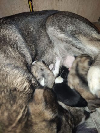 Husky Beagel mix welpen