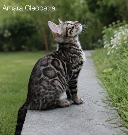 Reinrassige Bengal Kitten mit Stammbaum aus liebevoller Zucht