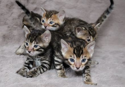 Reinrassige Bengal Kitten mit Stammbaum aus liebevoller Zucht