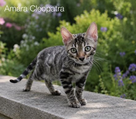Reinrassige Bengal Kitten mit Stammbaum aus liebevoller Zucht