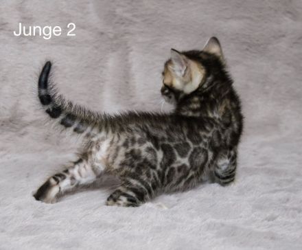 Reinrassige Bengal Kitten mit Stammbaum aus liebevoller Zucht