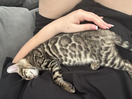 Abgabebereit I Bengal Kitten mit Stammbaum